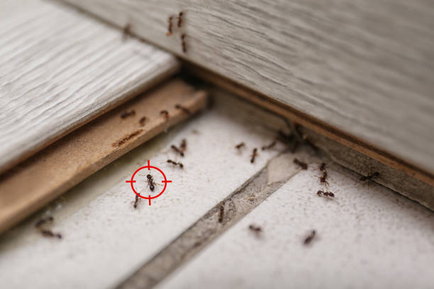 Best Affordable Pest Control Services  in Lisbon, OH